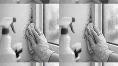 벽지 곰팡이 제거, 셀프로 끝내는 순서와 재발 방지 루틴