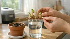 집에서 생강 키우기, 물로 싹 틔워 화분에 옮기는 방법