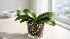 꽃이 안 피는 호접란, 재개화 신호 4가지만 맞추면 다시 핍니다