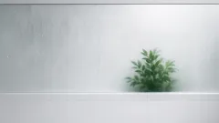 창문 없는 욕실도 되는 습도 강한 식물 3가지, 보스턴고사리·아스피디스트라