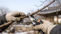 12월 가지치기 가이드: 겨울 전정으로 봄 정원을 편하게 만드는 법